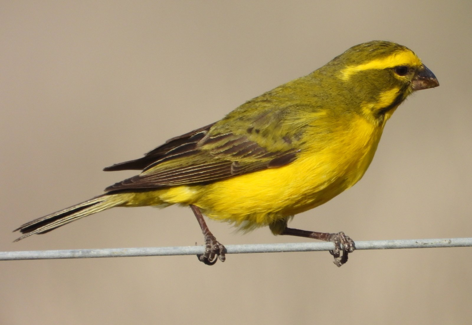 Geelbuikkanarie (Crithagra flaviventris)