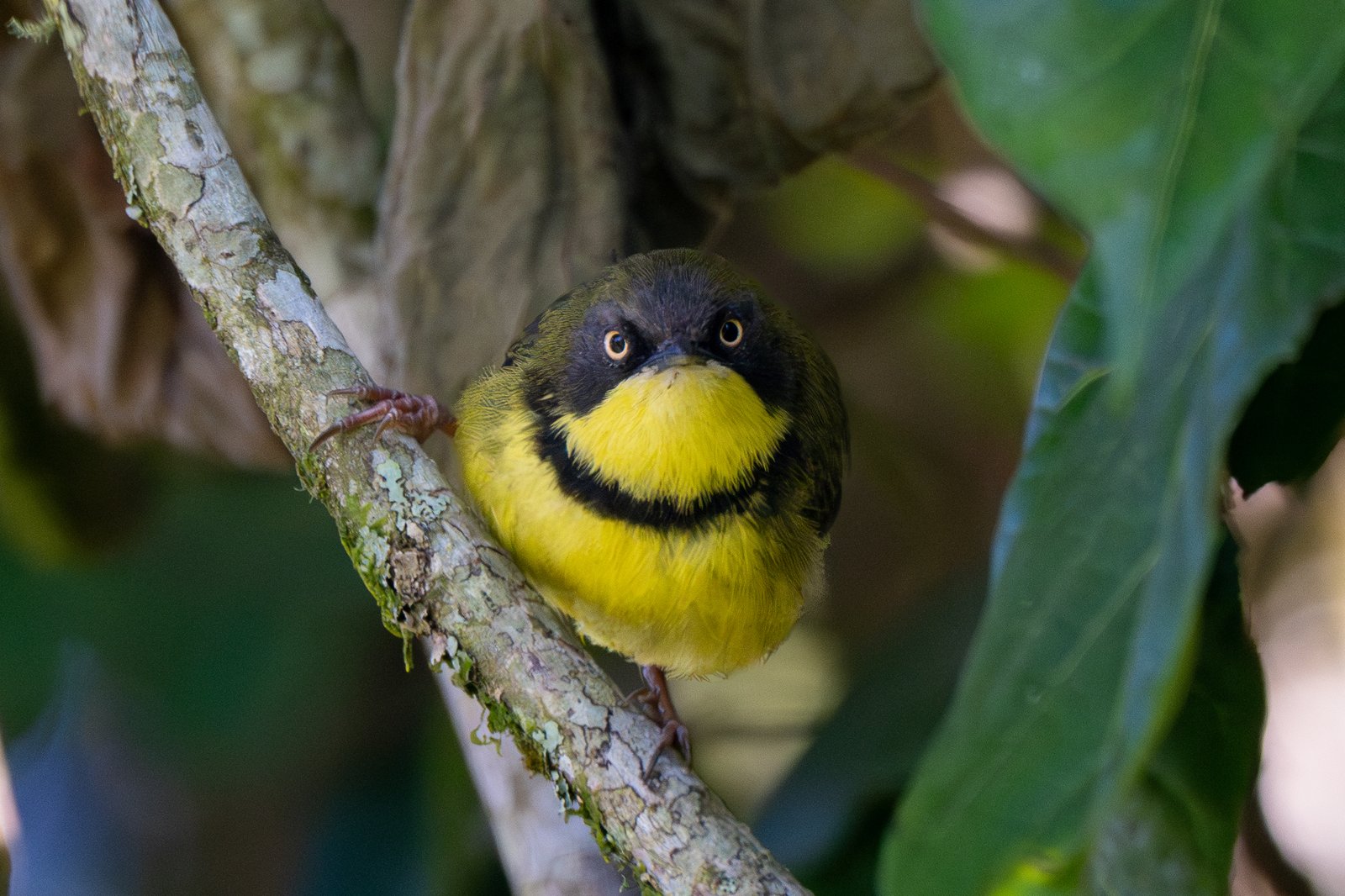 Geelkeelapalis (Apalis flavigularis)