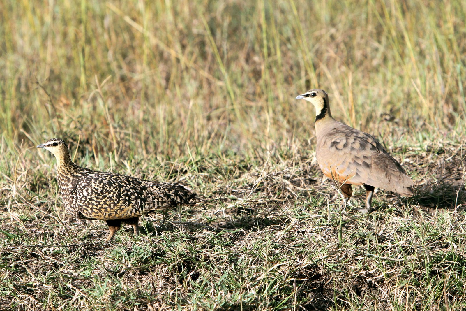 Geelkeelzandhoen (Pterocles gutturalis)