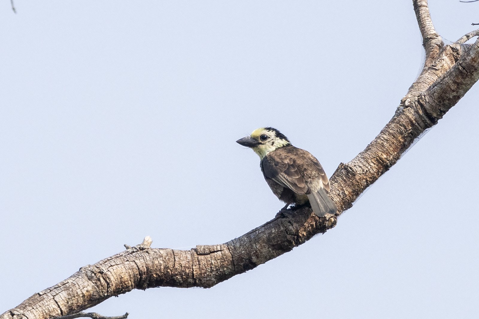Geelkopbaardvogel (Stactolaema anchietae)