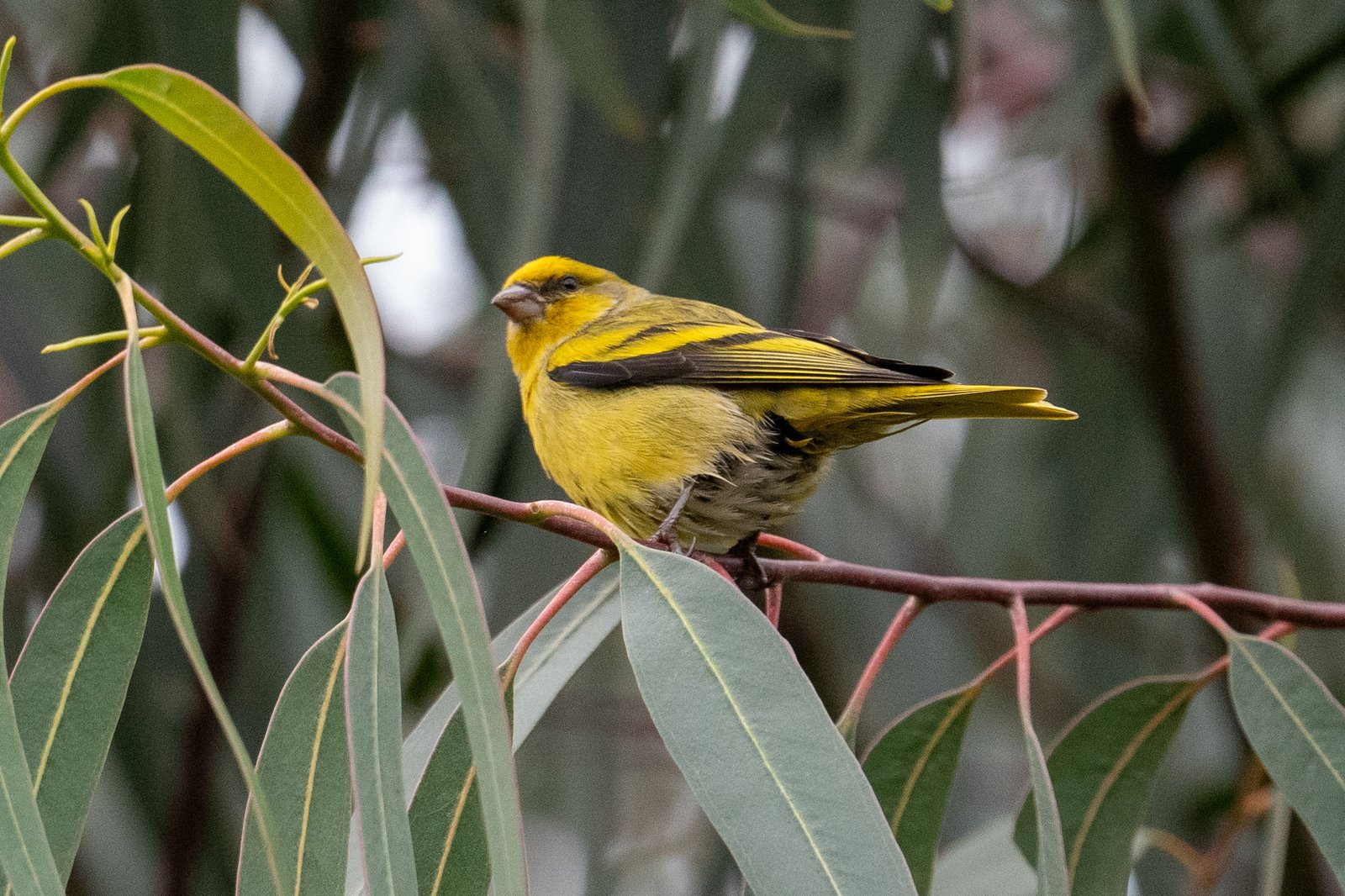 Geelkruinkanarie (Serinus flavivertex)