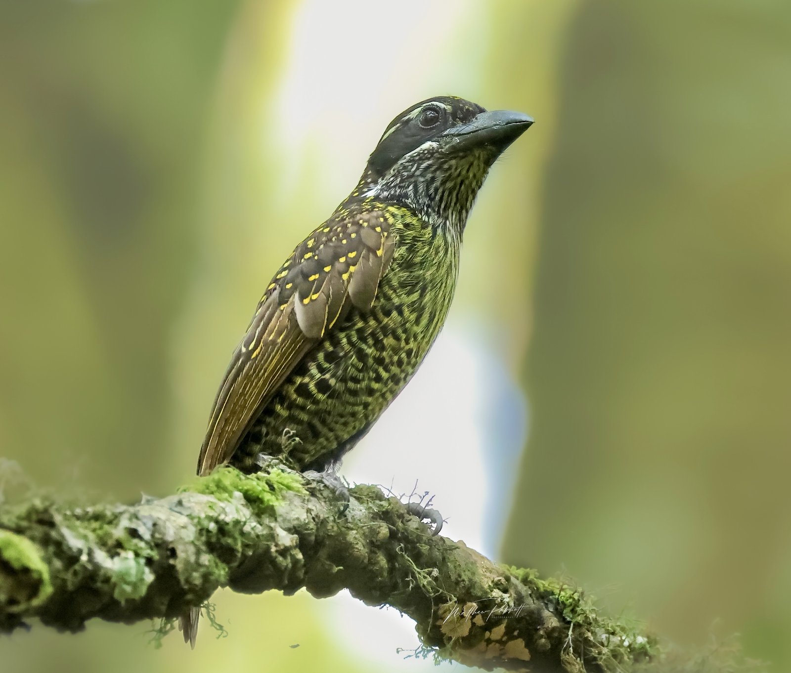 Geelparelbaardvogel (Tricholaema hirsuta)
