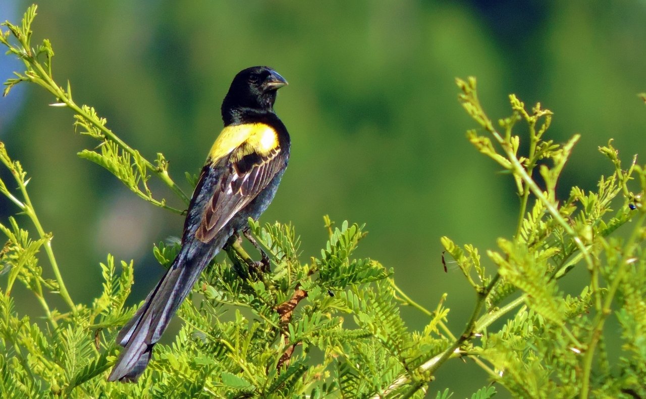 Geelrugwidavink (Euplectes macroura)