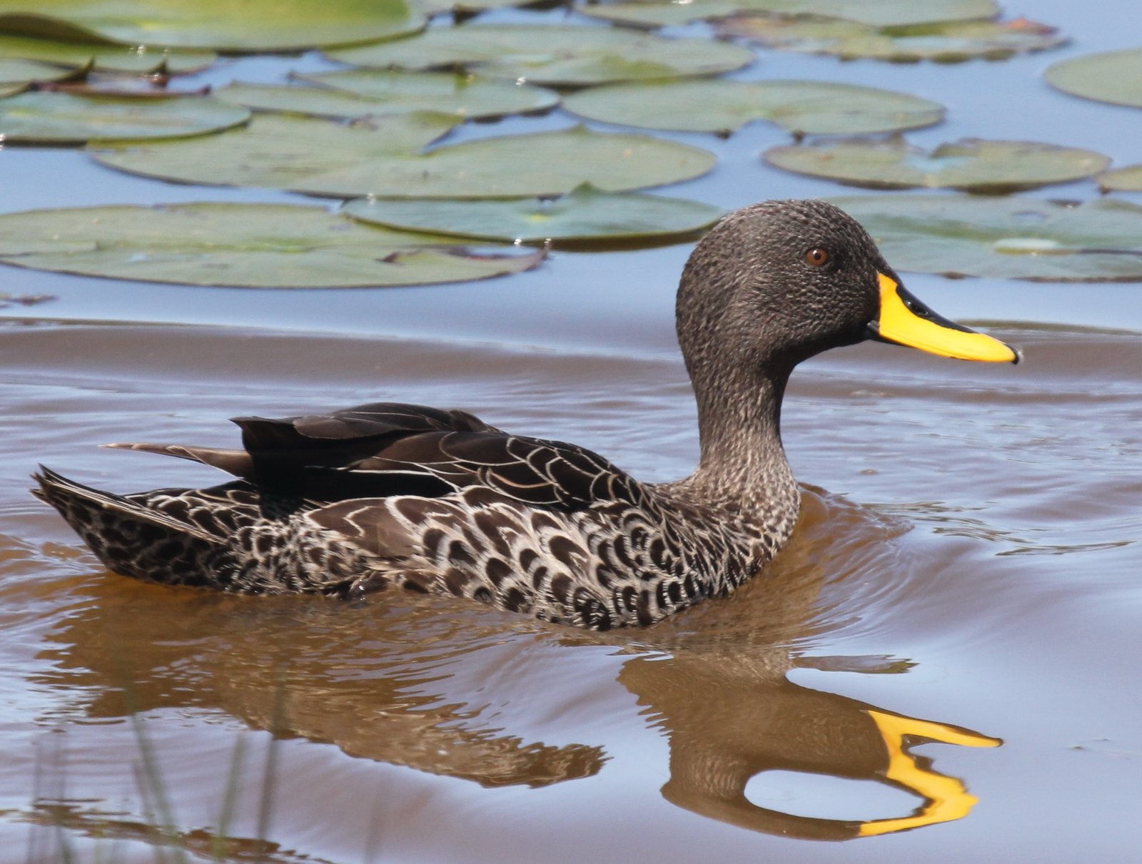 Geelsnaveleend (Anas undulata)