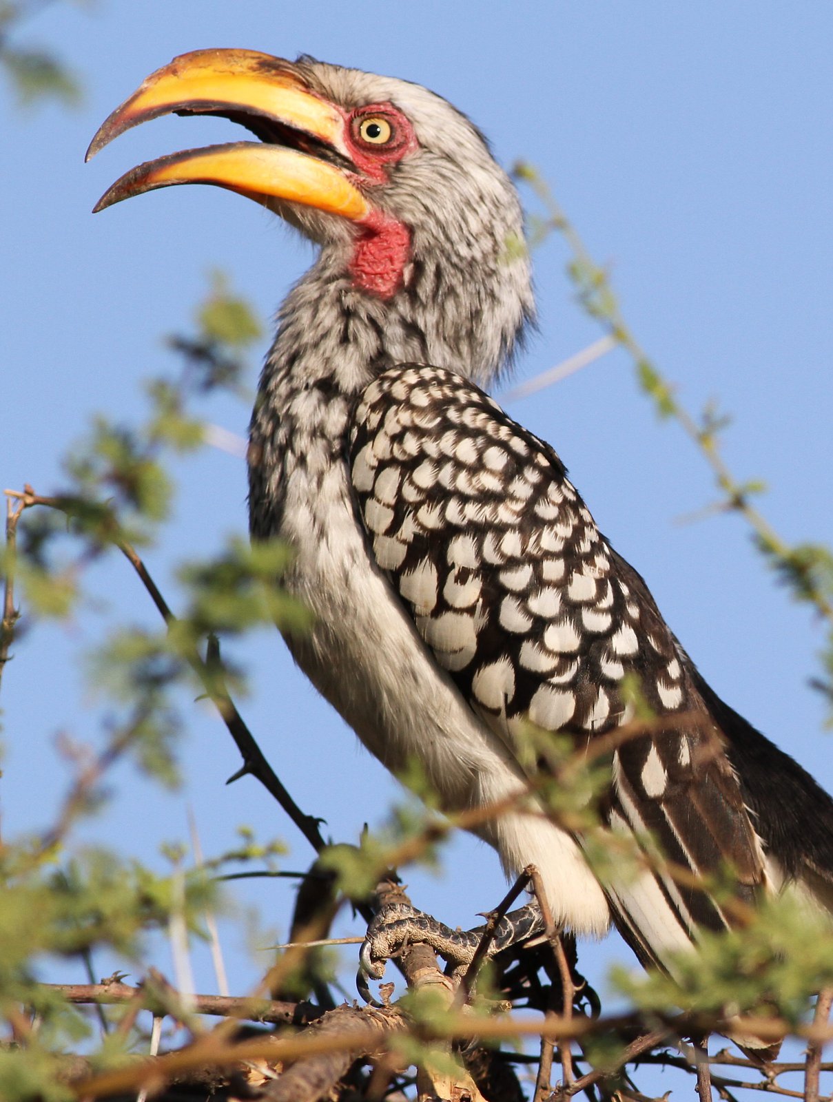 Geelsnaveltok (Tockus leucomelas)