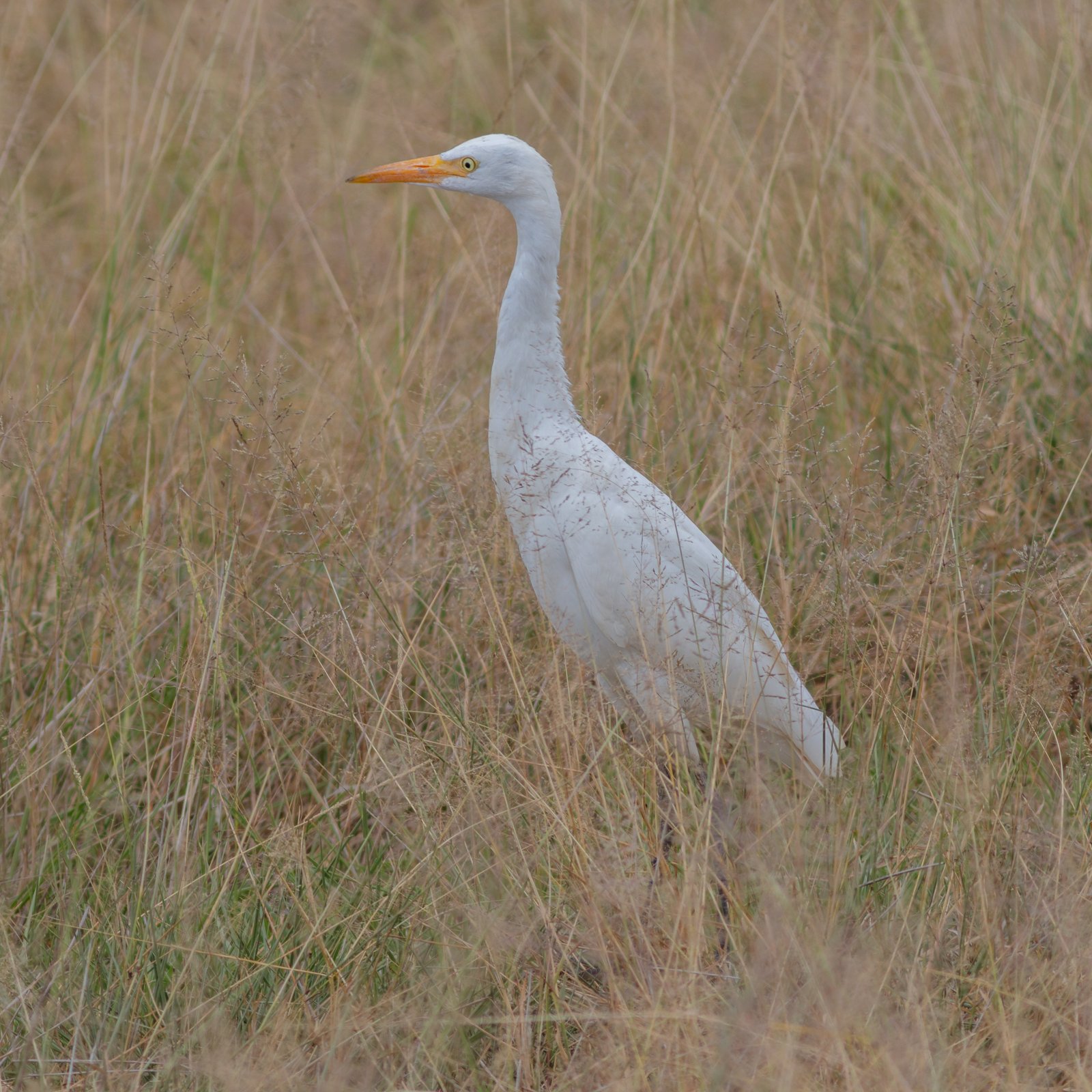 Geelsnavelzilverreiger (Ardea brachyrhyncha)