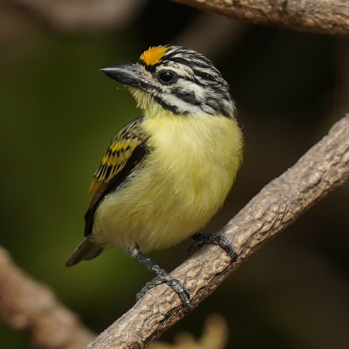 Geelvoorhoofdketellapper (Pogoniulus chrysoconus)