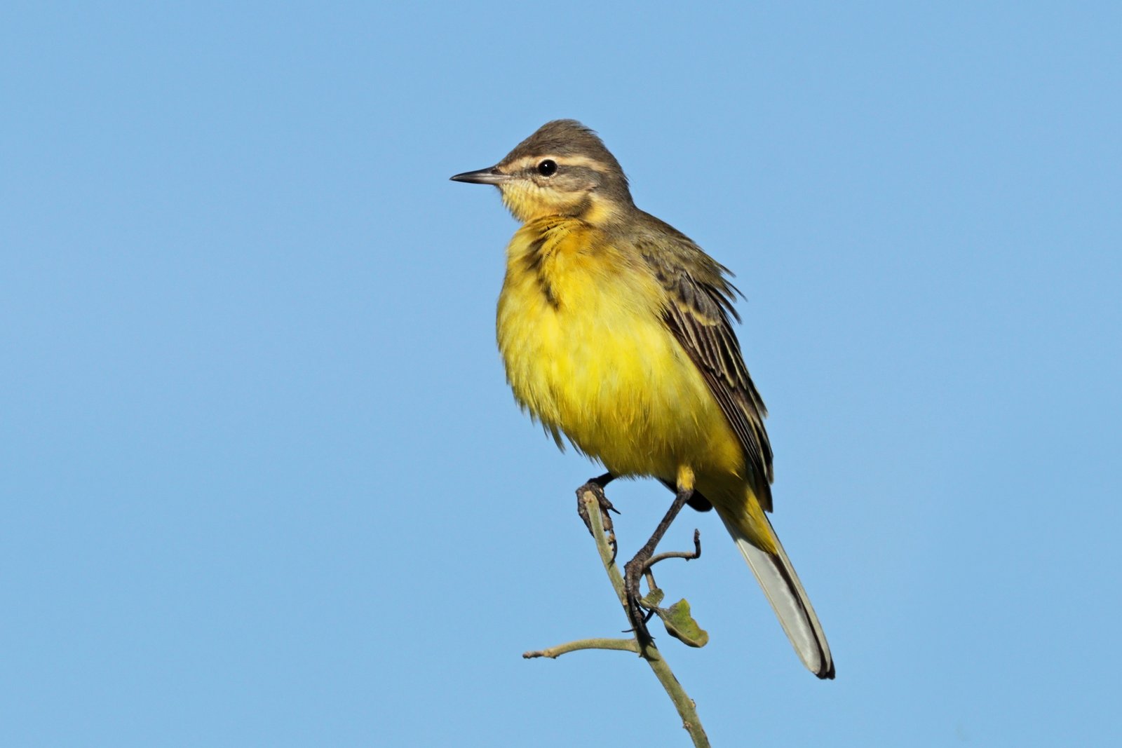 Gele kwikstaart (Motacilla flava)