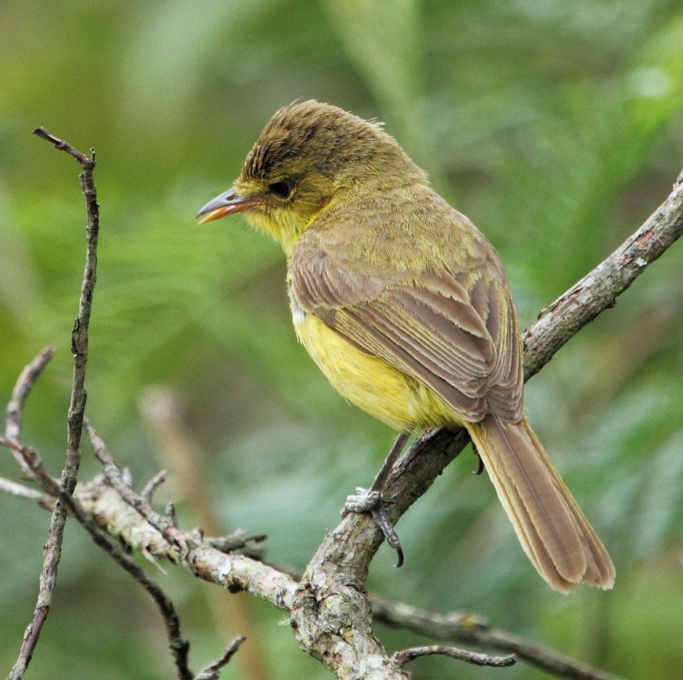 Gele rietzanger (Iduna natalensis)