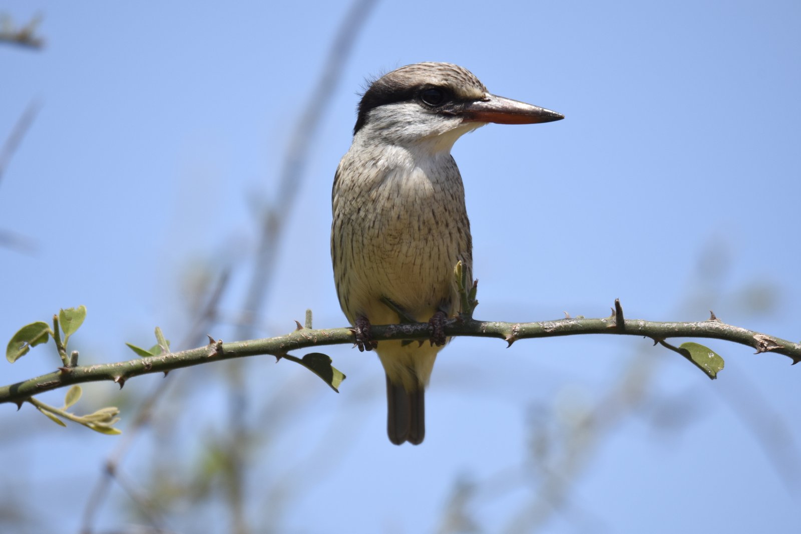 Gestreepte ijsvogel (Halcyon chelicuti)