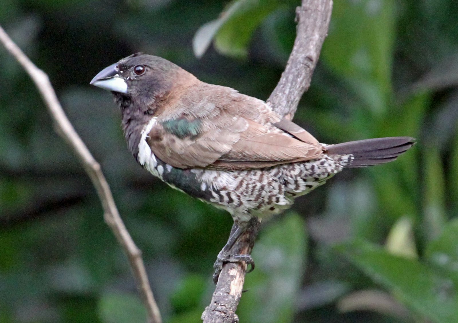 Gewoon ekstertje (Spermestes cucullata)