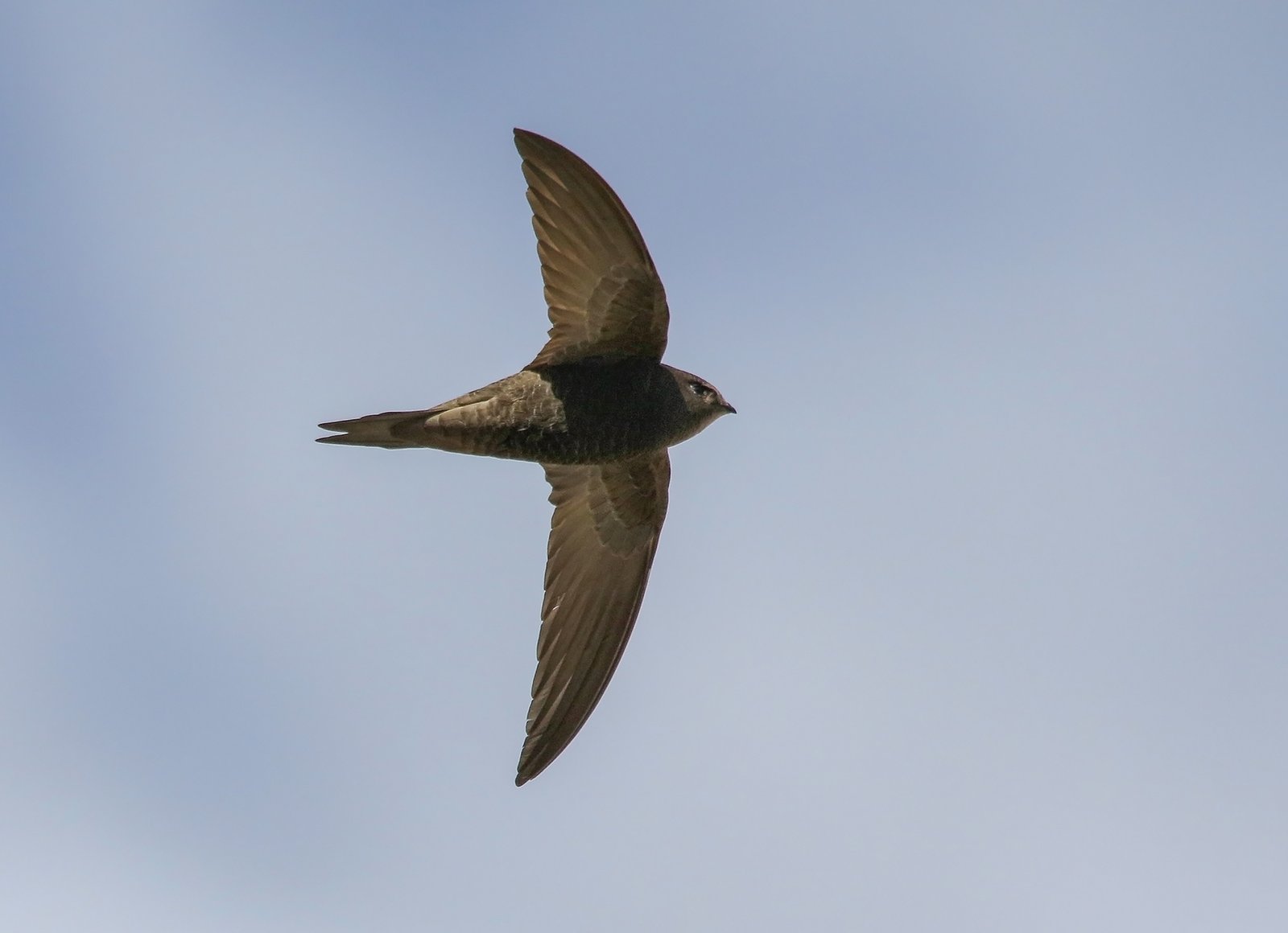 Gierzwaluw (Apus apus)