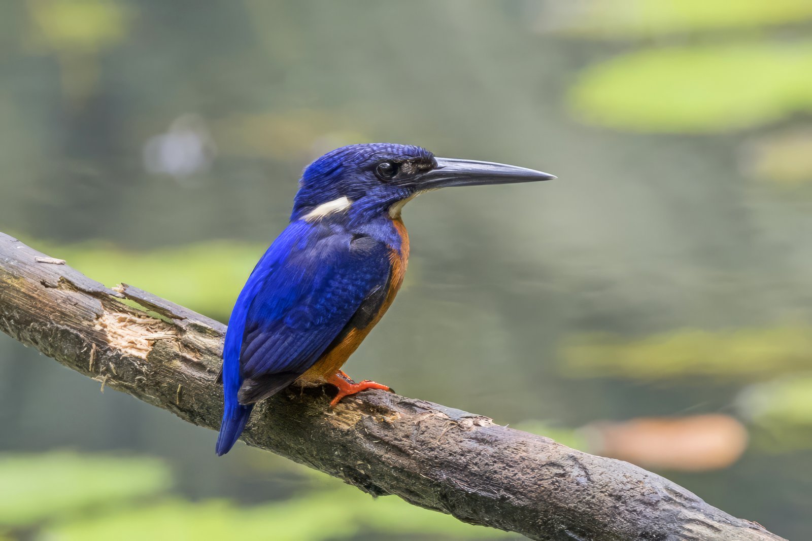Glansijsvogel (Alcedo quadribrachys)