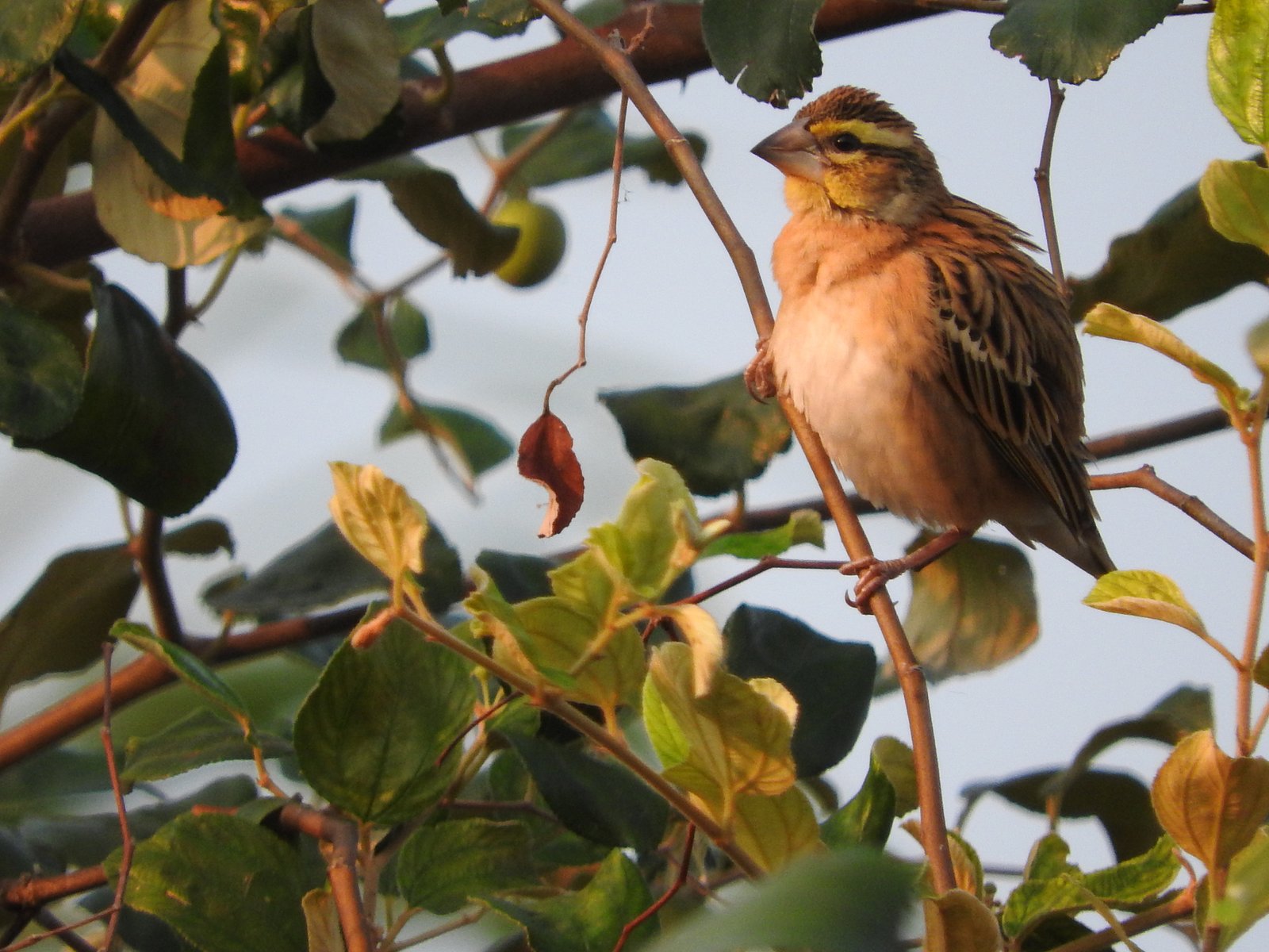 Goudrugwever (Euplectes aureus)