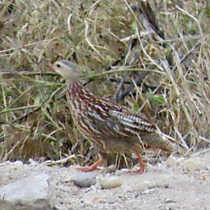 Grants frankolijn (Pternistis griseostriatus)
