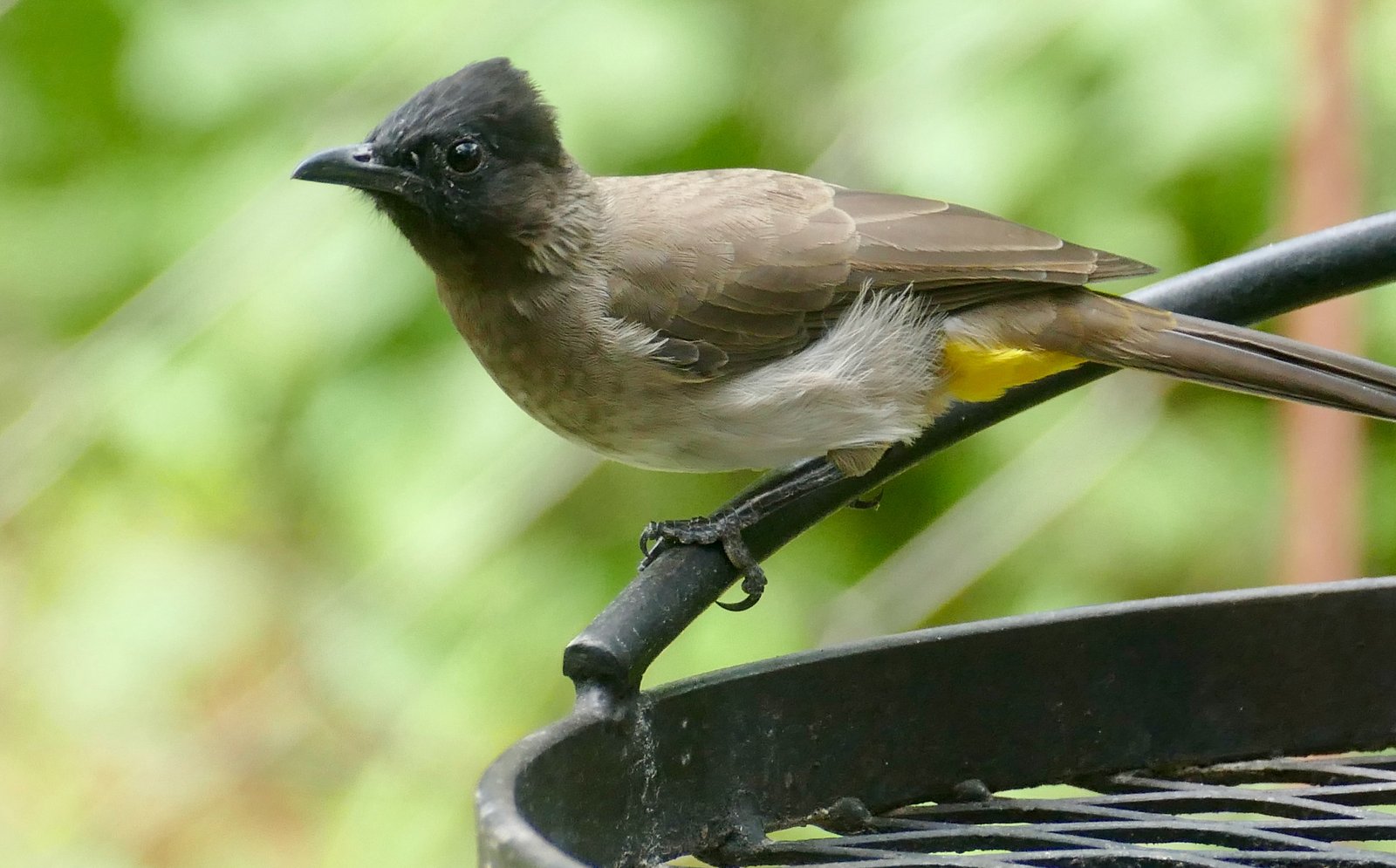 Grauwe buulbuul (Pycnonotus barbatus)