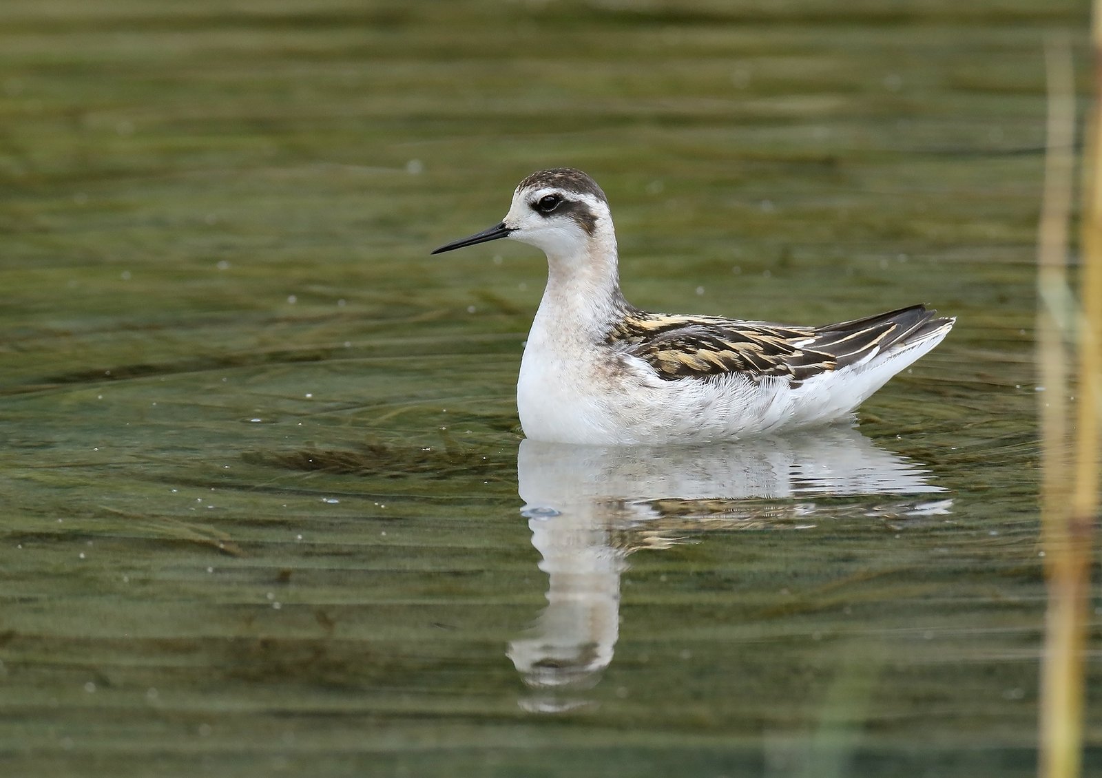 Grauwe franjepoot (Phalaropus lobatus)