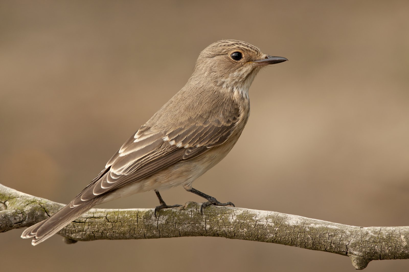Grauwe vliegenvanger (Muscicapa striata)