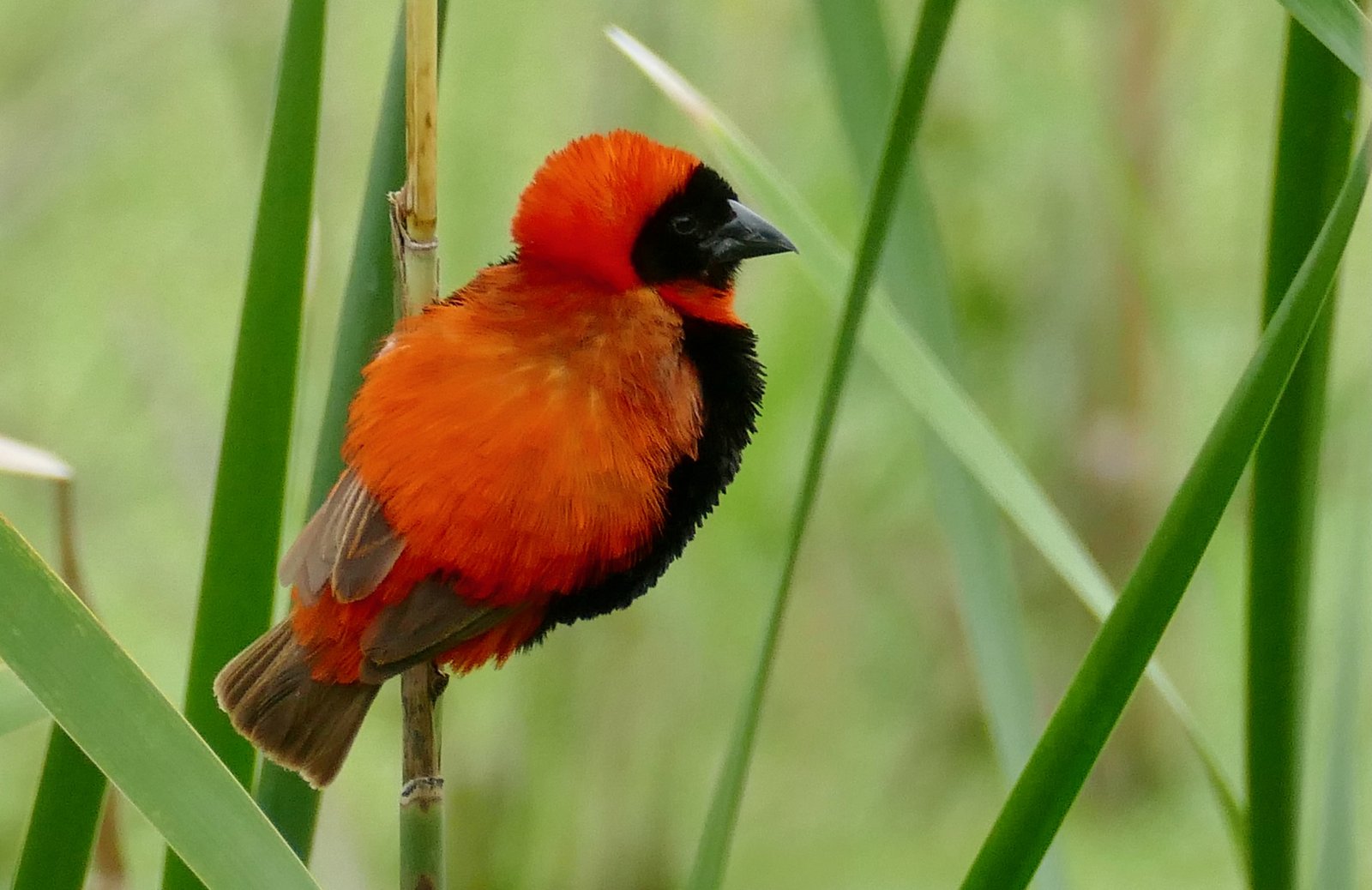 Grenadierwever (Euplectes orix)