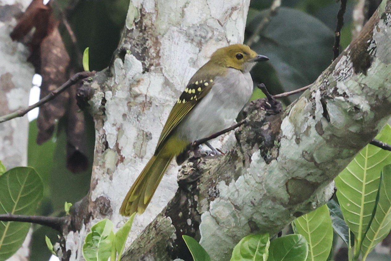 Grijskeelnicator (Nicator chloris)