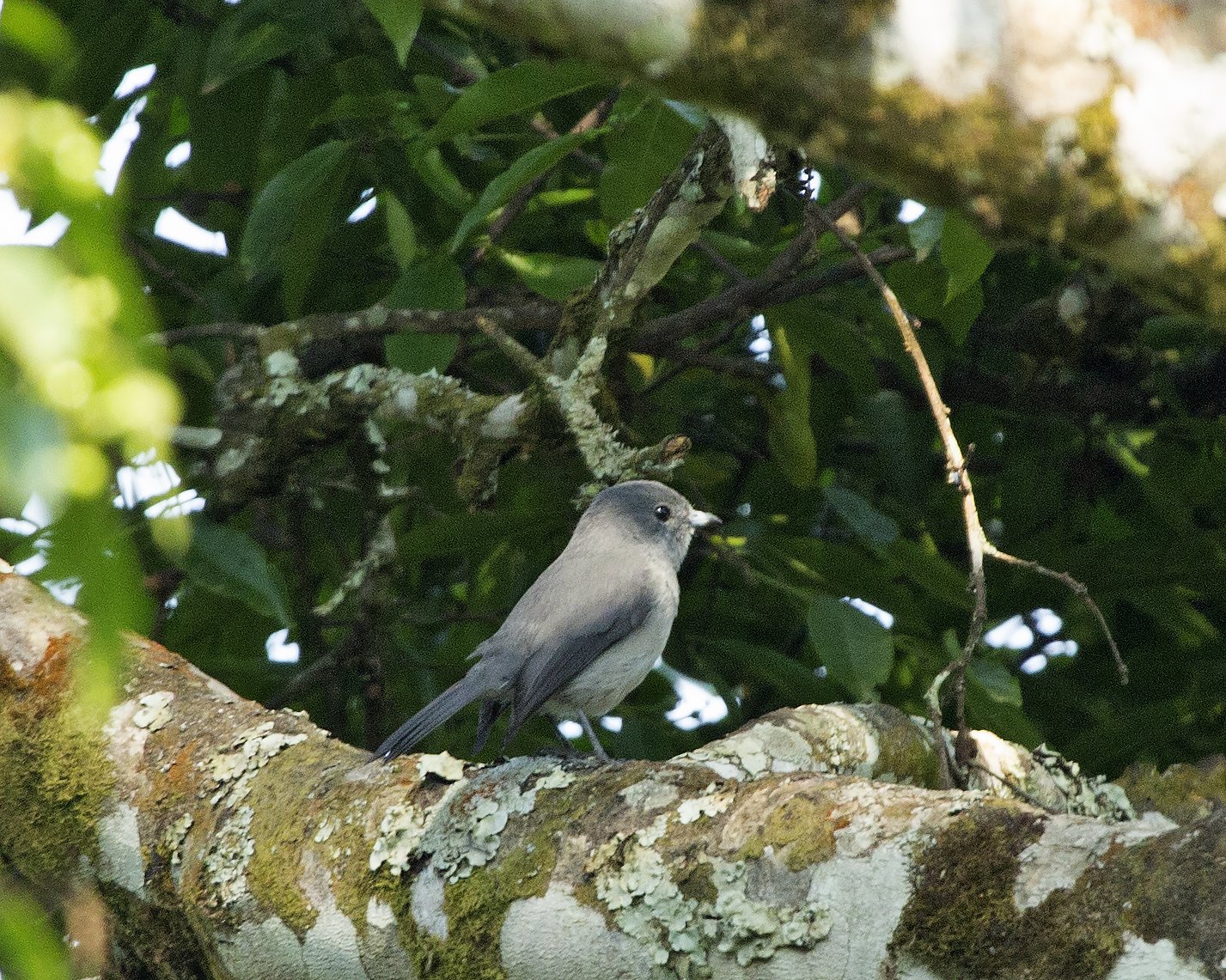 Grijskeelvliegenvanger (Fraseria griseigularis)