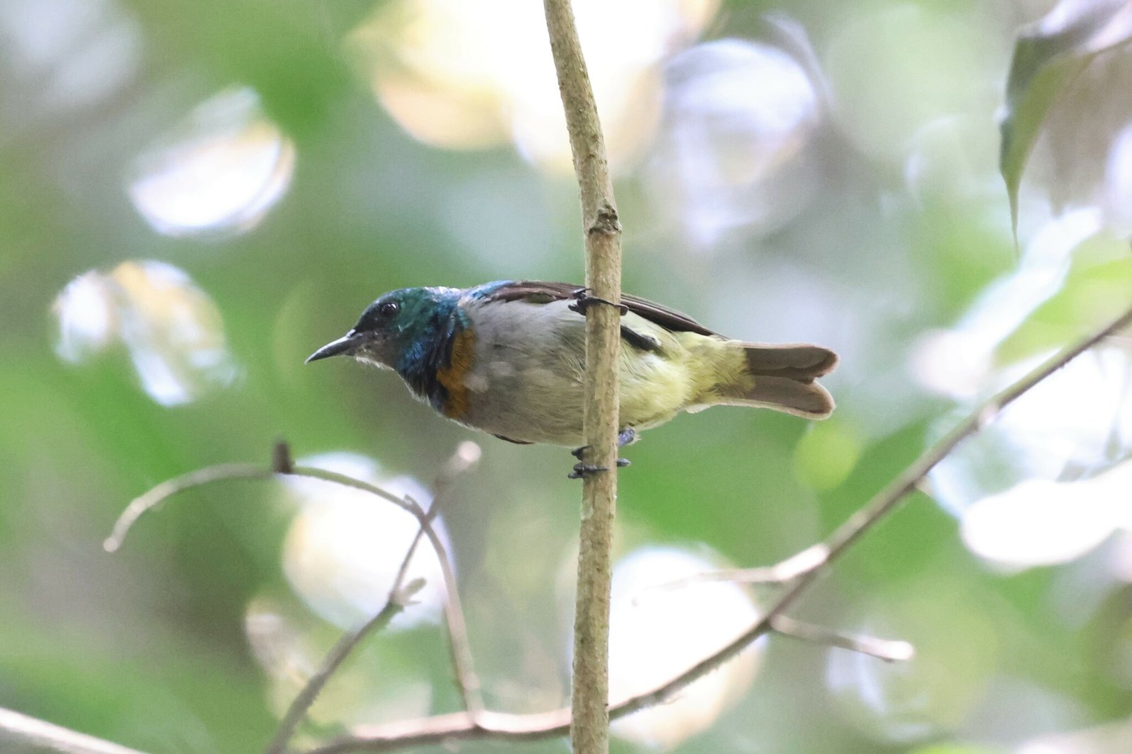 Grijskinhoningzuiger (Anthreptes tephrolaemus)