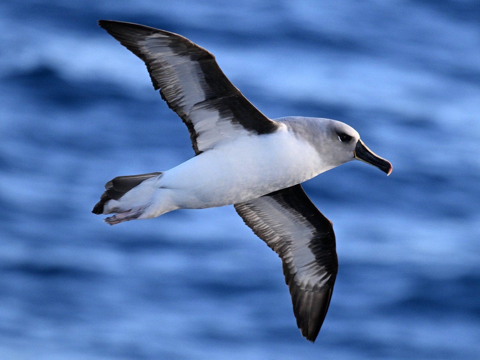 Grijskopalbatros (Thalassarche chrysostoma)