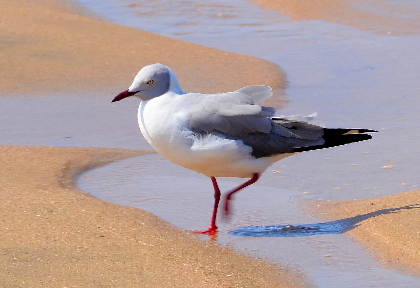 Grijskopmeeuw (Chroicocephalus cirrocephalus)