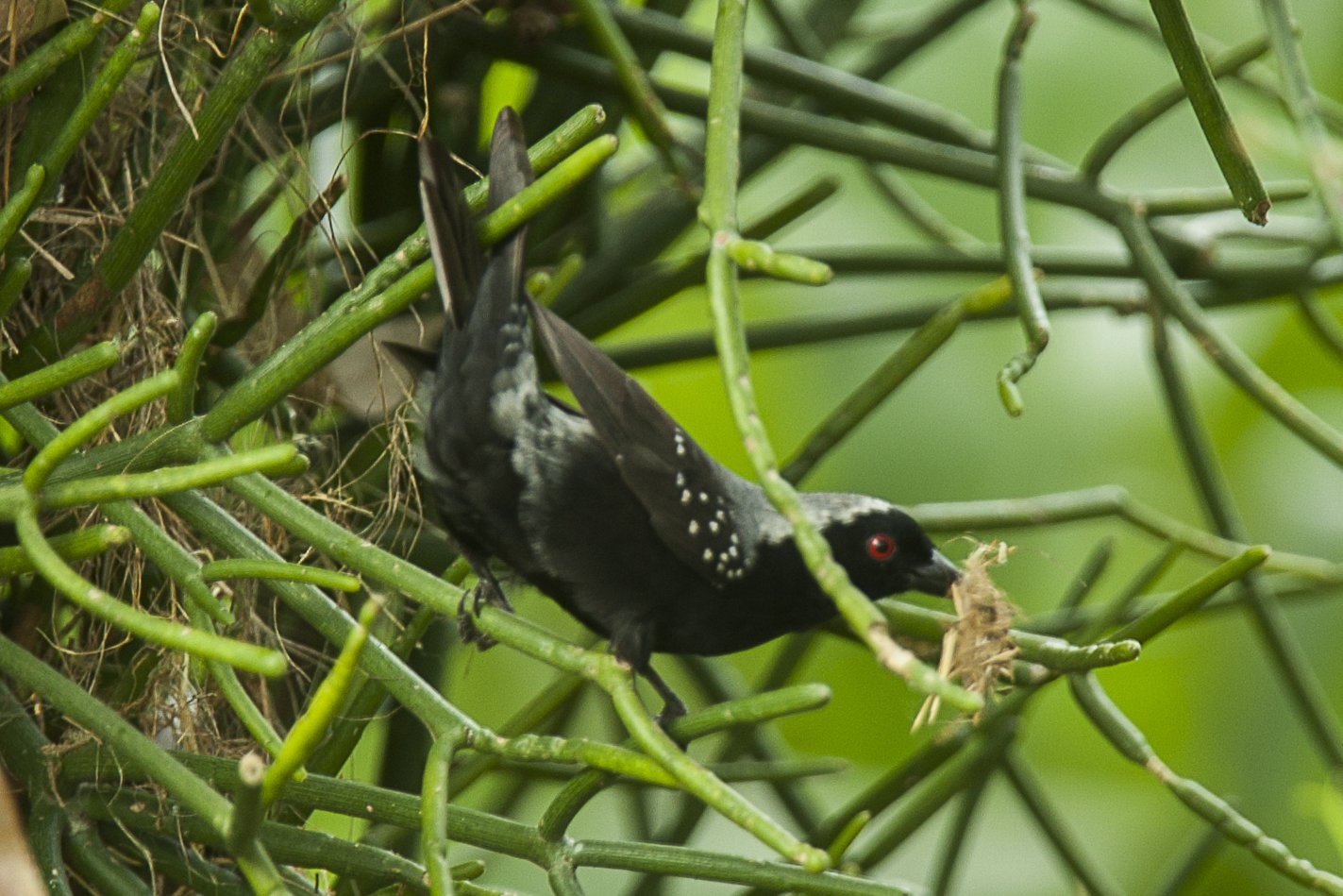 Grijskopnigrita (Nigrita canicapillus)