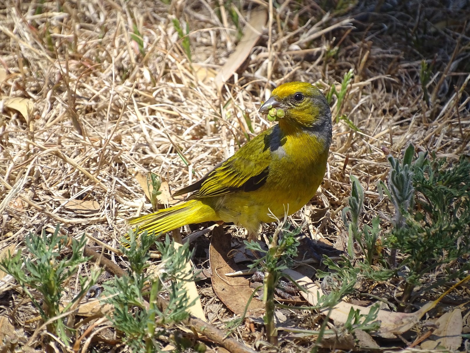 Grijsnekkanarie (Serinus canicollis)