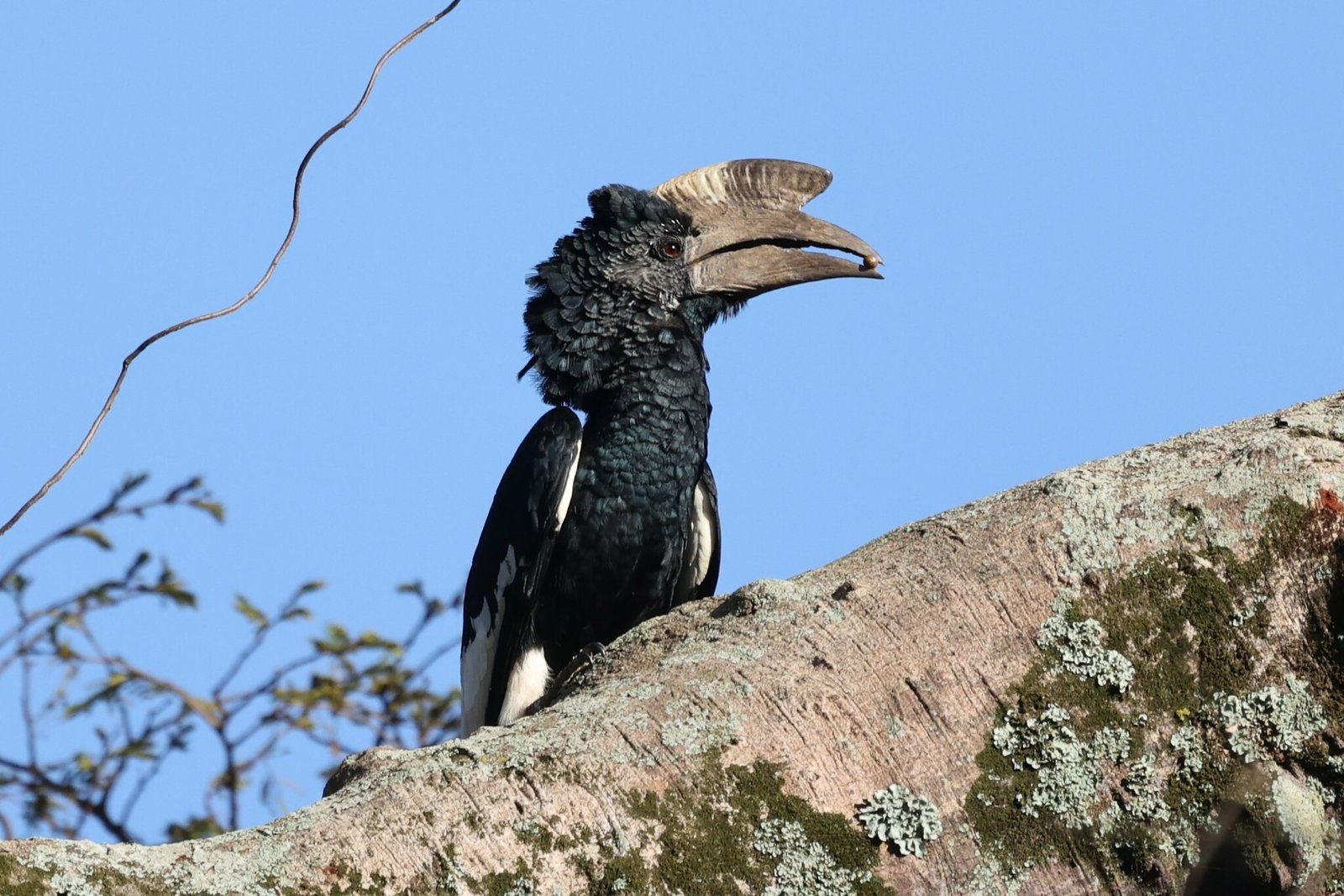 Grijsoorneushoornvogel (Bycanistes subcylindricus)