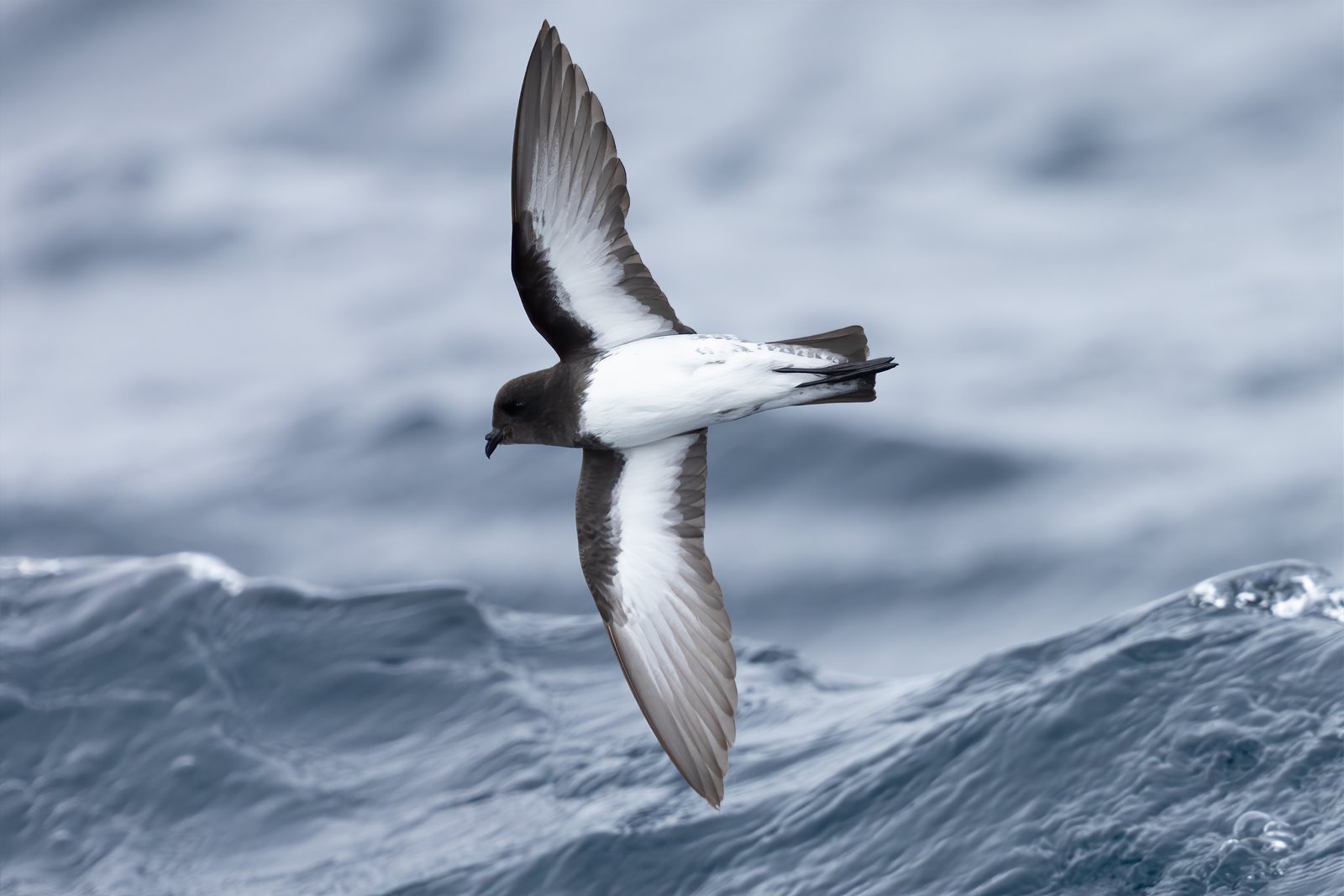 Grijsrugstormvogeltje (Garrodia nereis)