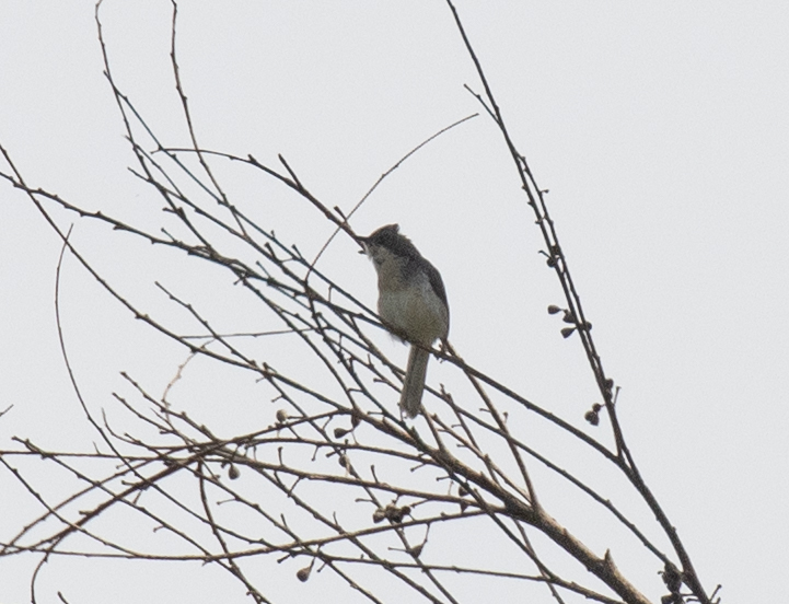 Grijze apalis (Apalis cinerea)