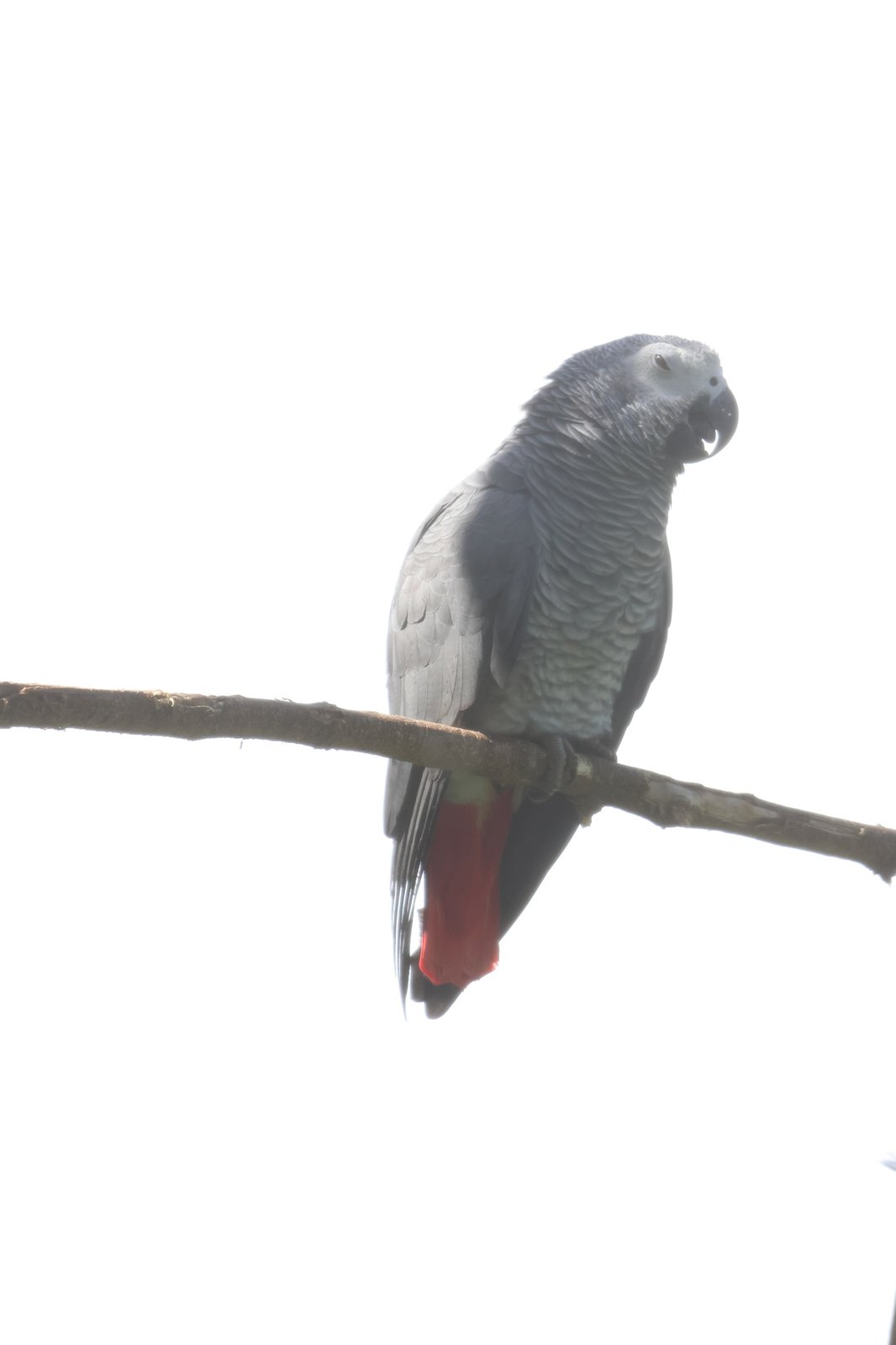 Grijze roodstaartpapegaai (Psittacus erithacus)
