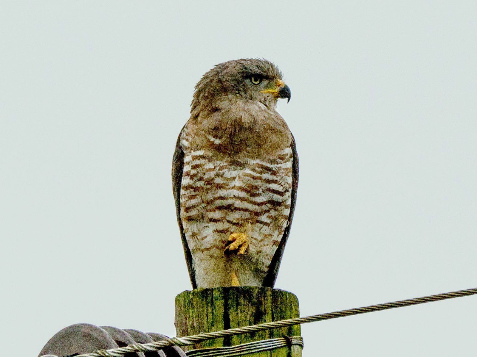 Grijze slangenarend (Circaetus fasciolatus)