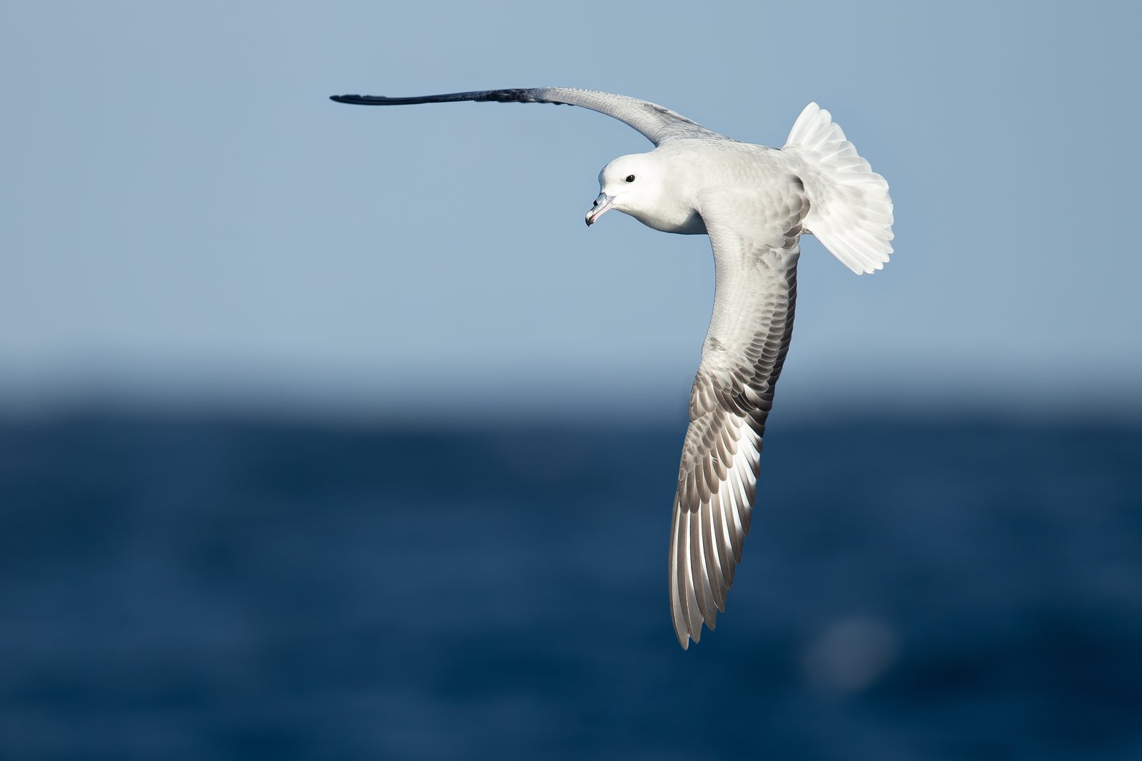 Grijze stormvogel (Fulmarus glacialoides)