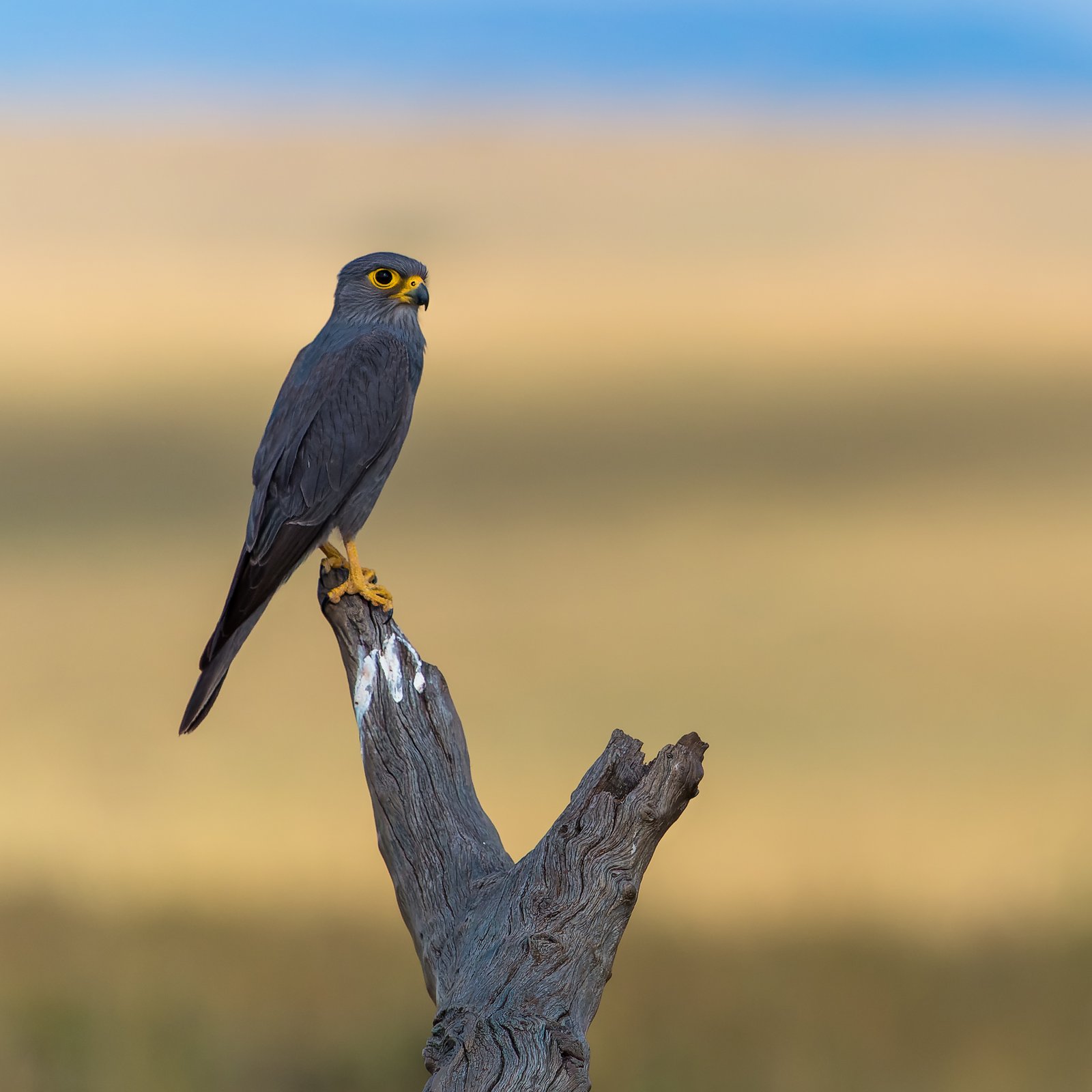 Grijze torenvalk (Falco ardosiaceus)