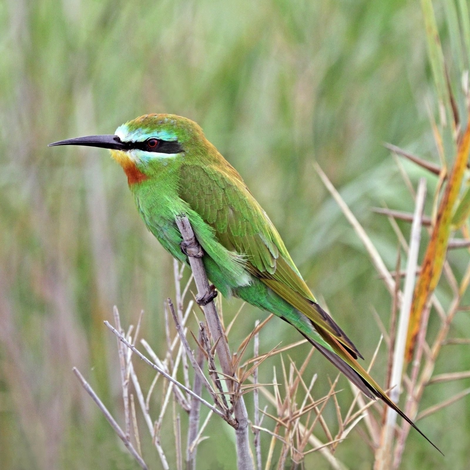 Groene bijeneter (Merops persicus)