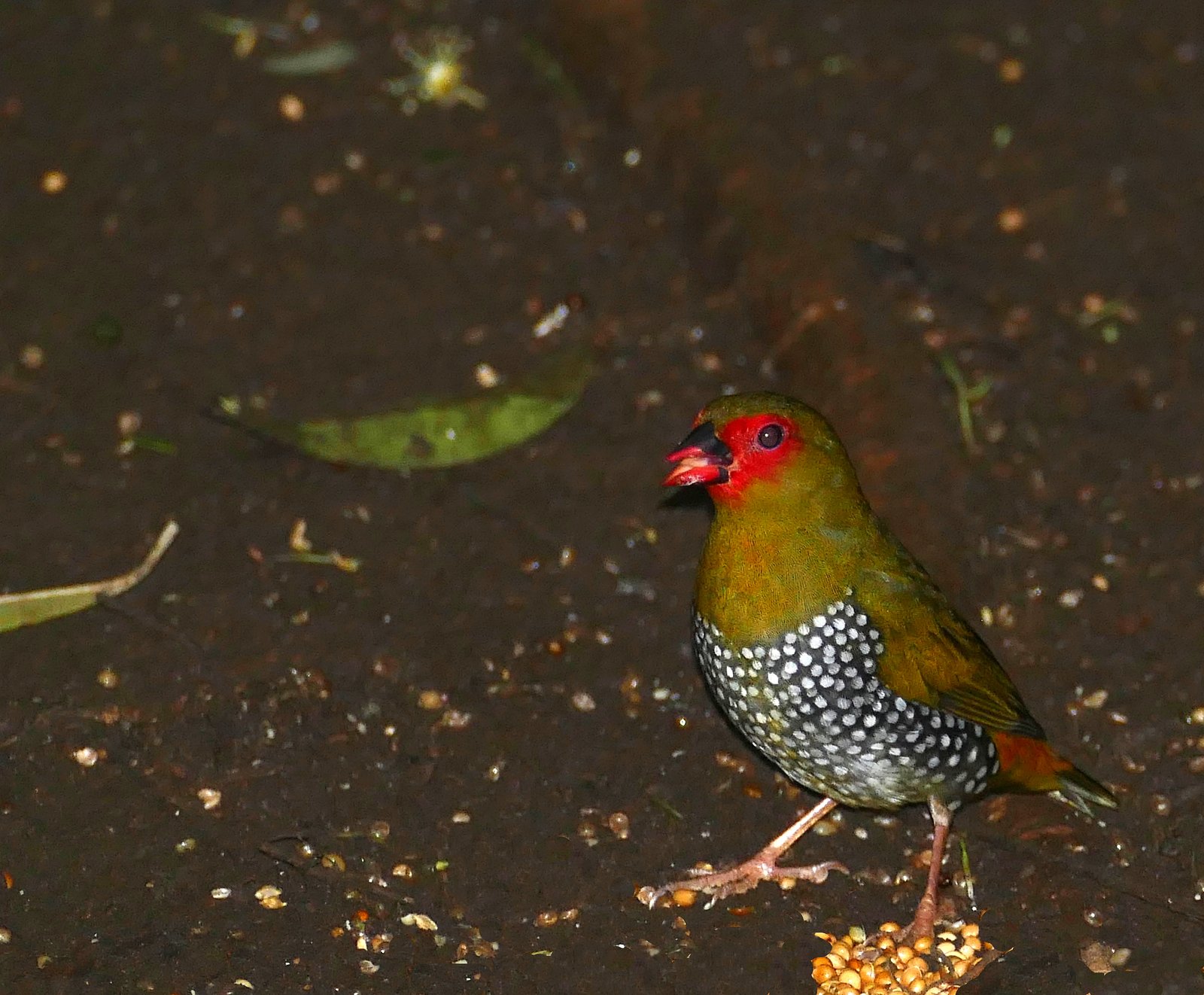 Groene druppelastrild (Mandingoa nitidula)