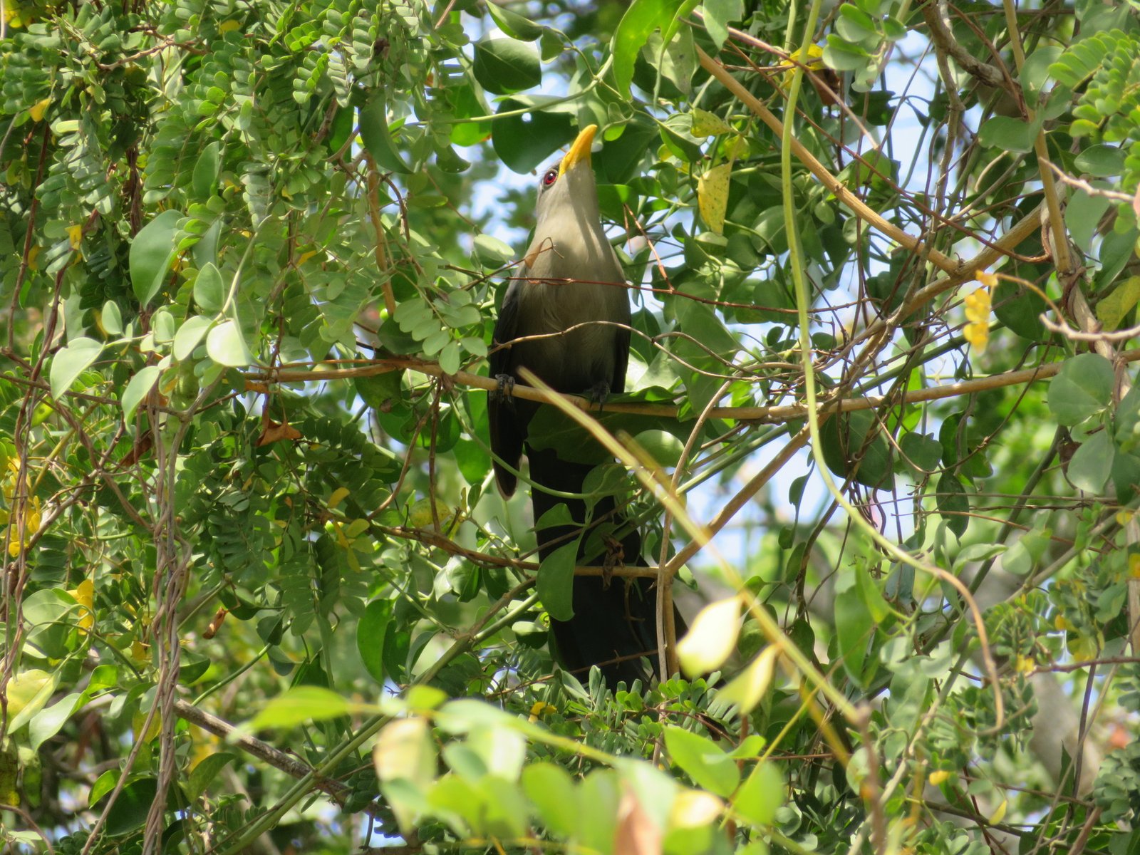Groene geelsnavelmalkoha (Ceuthmochares australis)