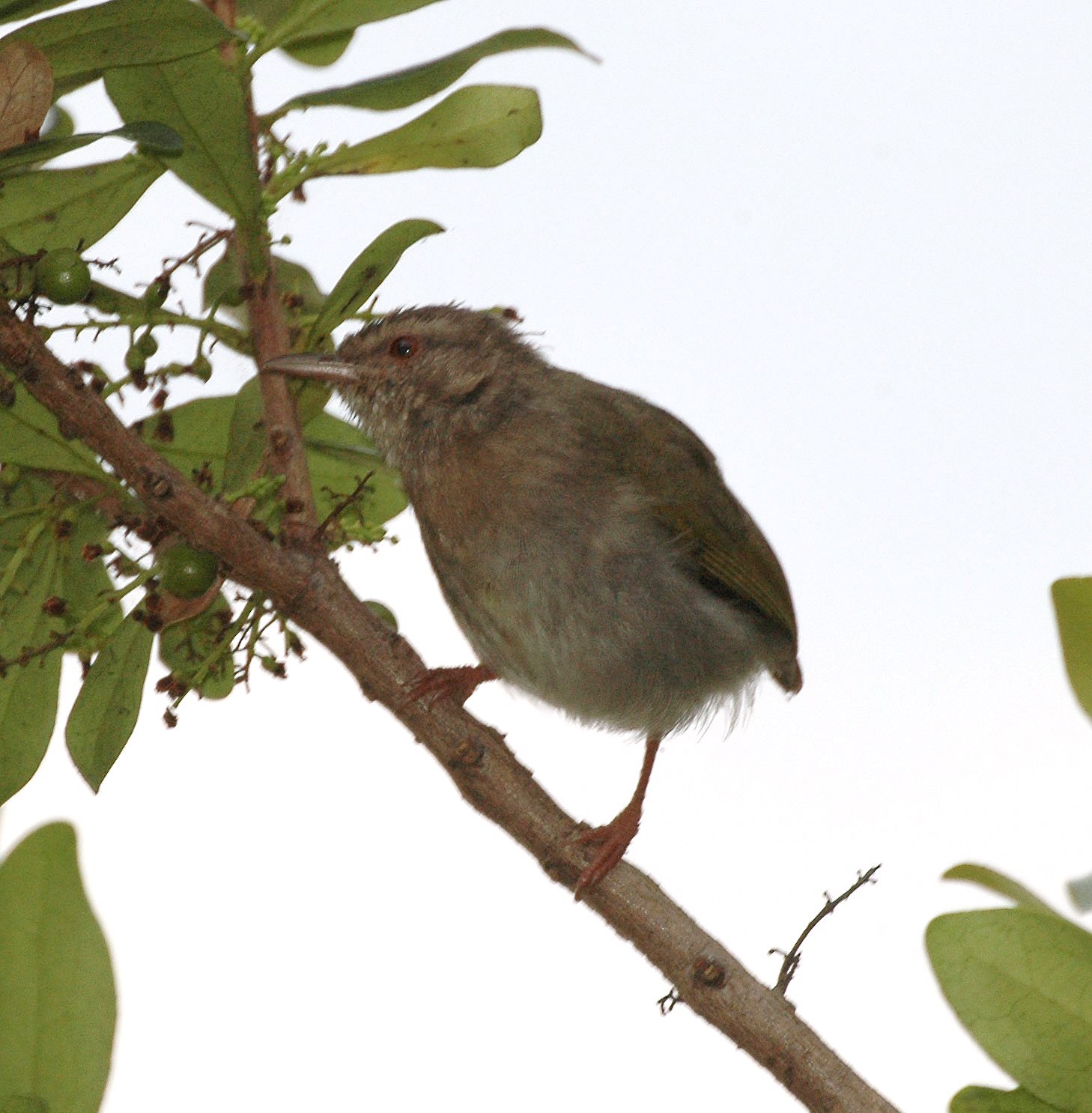 Groene krombek (Sylvietta virens)