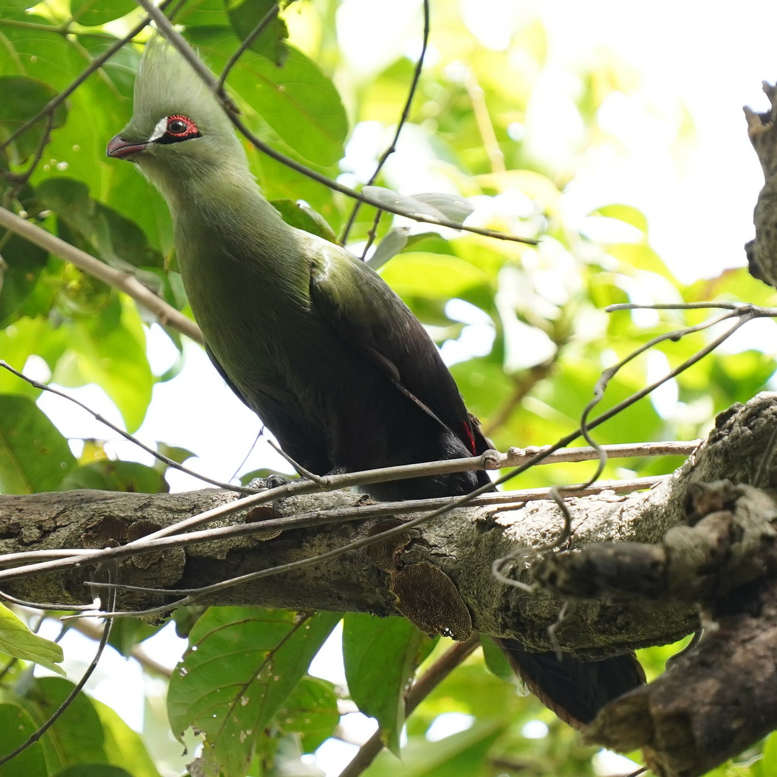 Groene toerako (Tauraco persa)