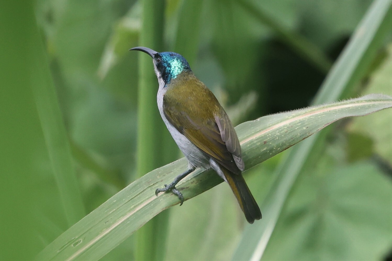 Groenkophoningzuiger (Cyanomitra verticalis)