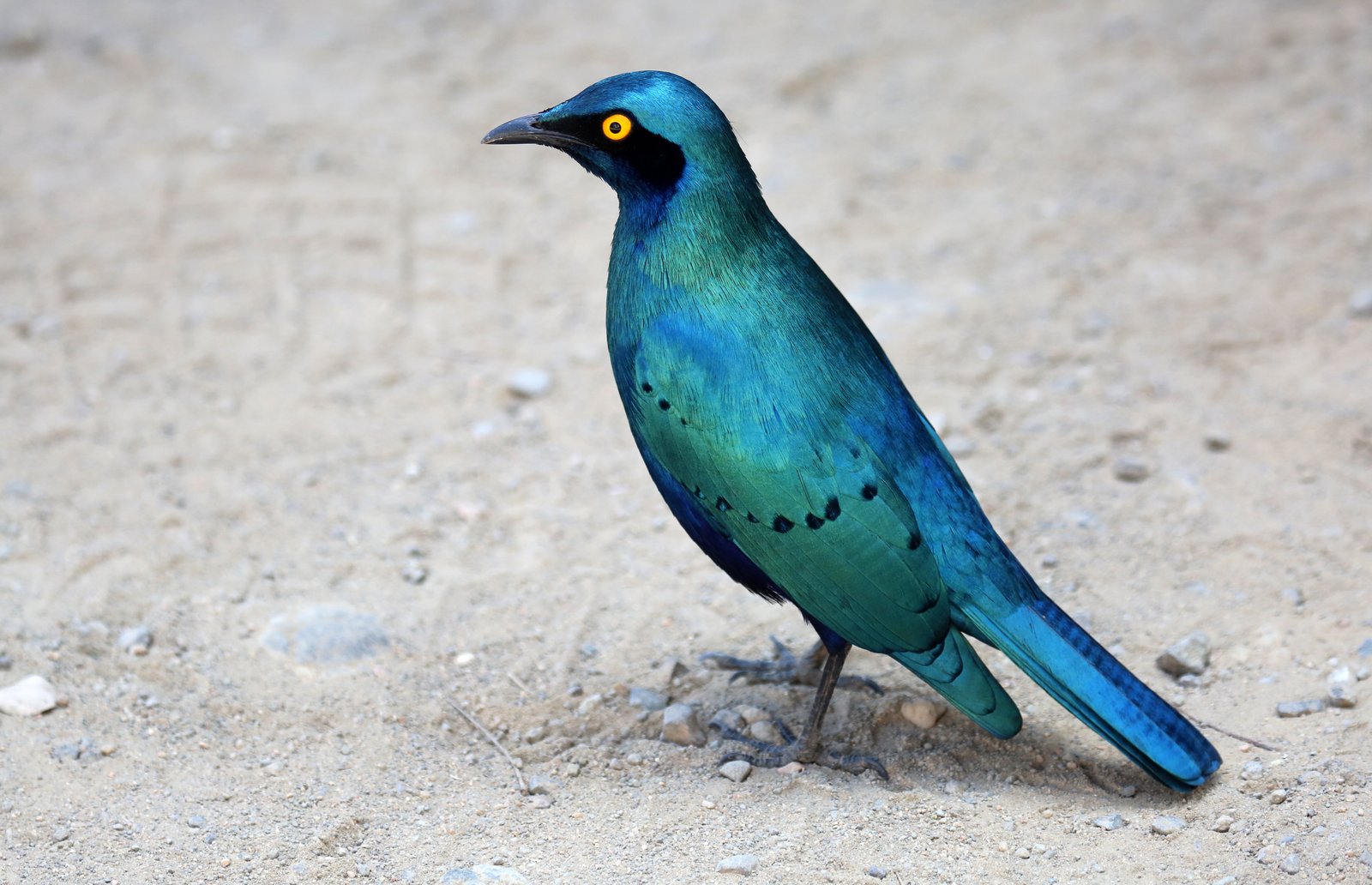 Groenstaartglansspreeuw (Lamprotornis chalybaeus)