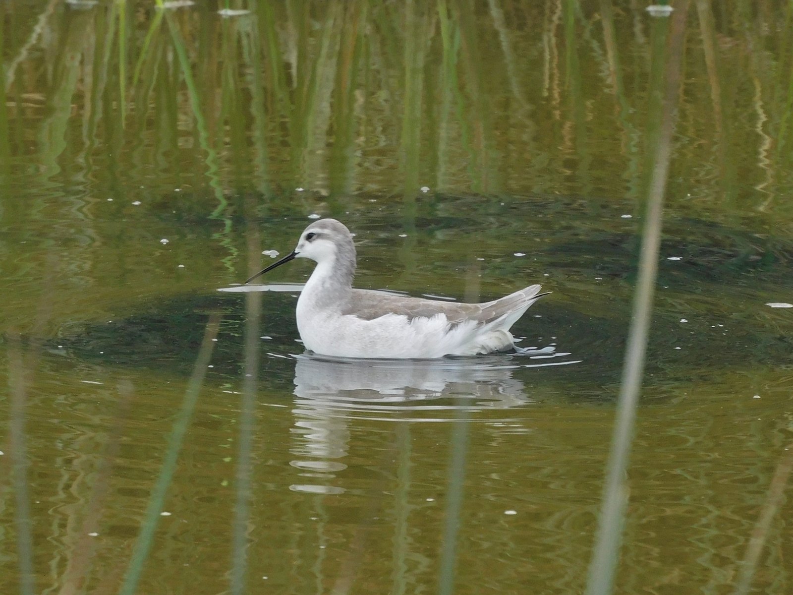 Grote franjepoot (Phalaropus tricolor)