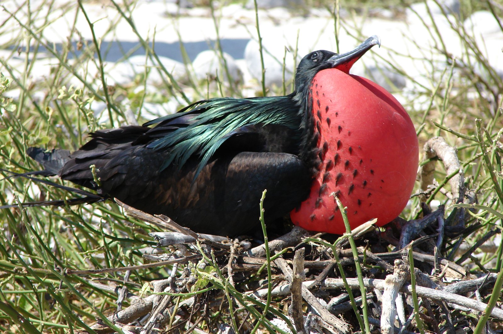 Grote fregatvogel (Fregata minor)