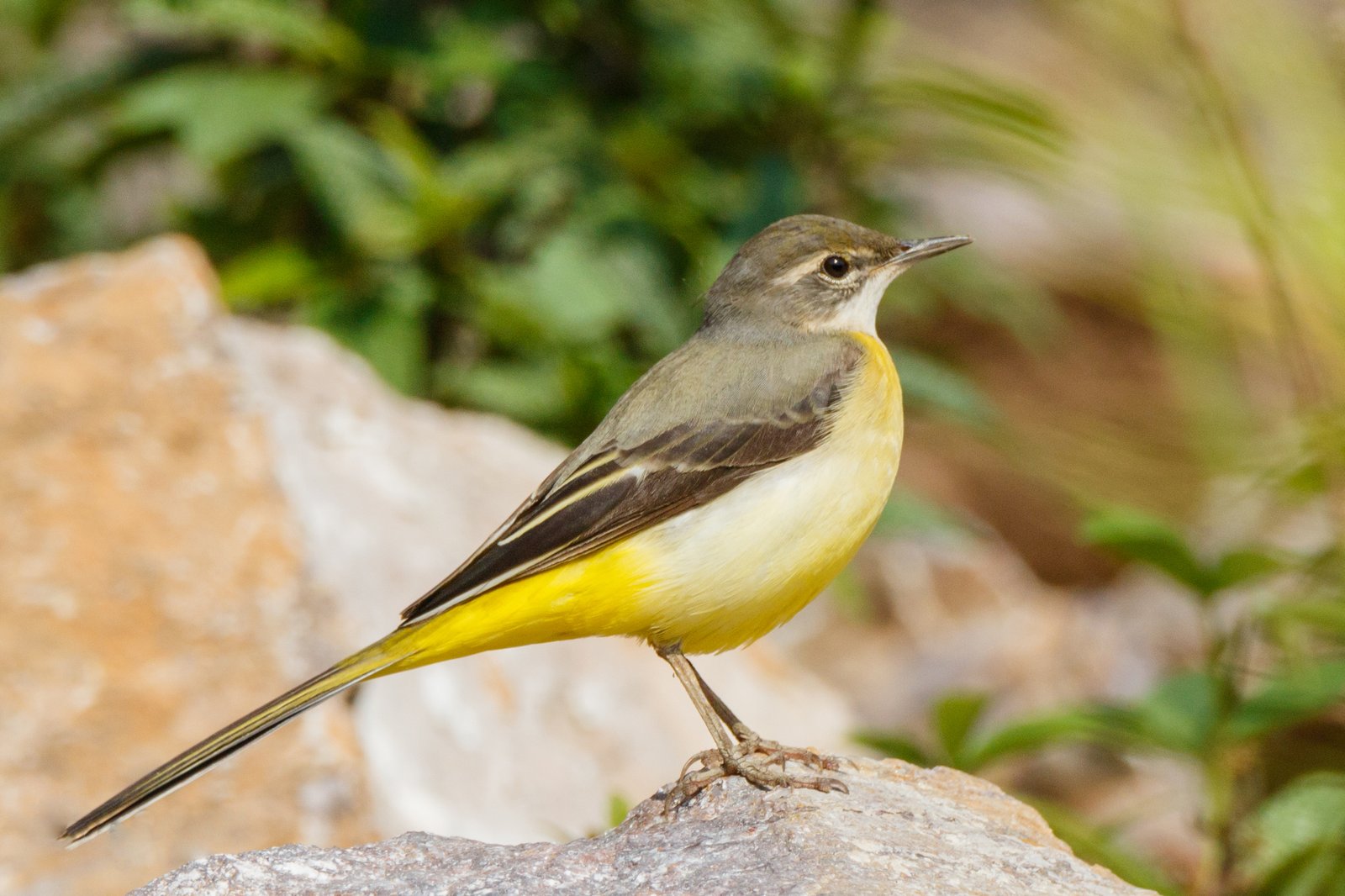 Grote gele kwikstaart (Motacilla cinerea)