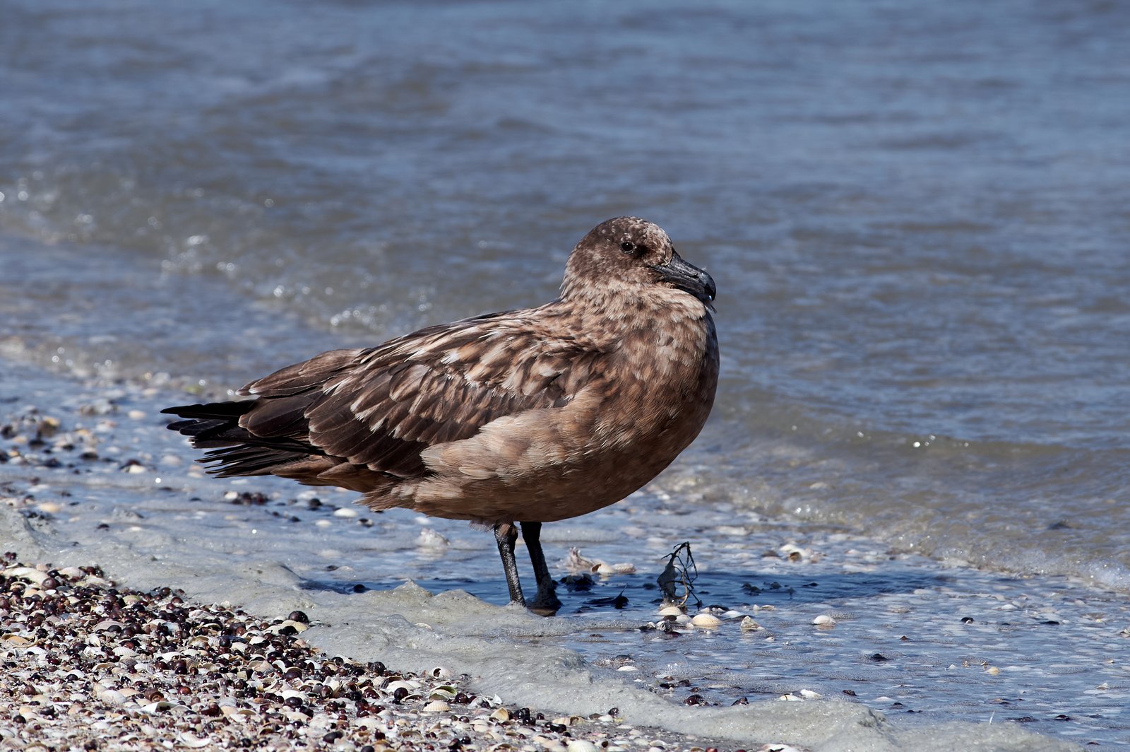 Grote jager (Stercorarius skua)