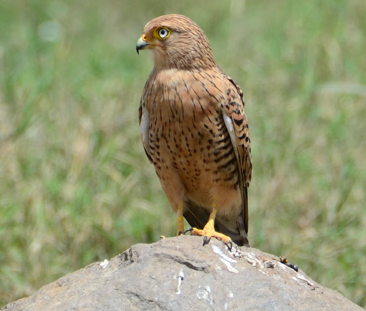 Grote torenvalk (Falco rupicoloides)