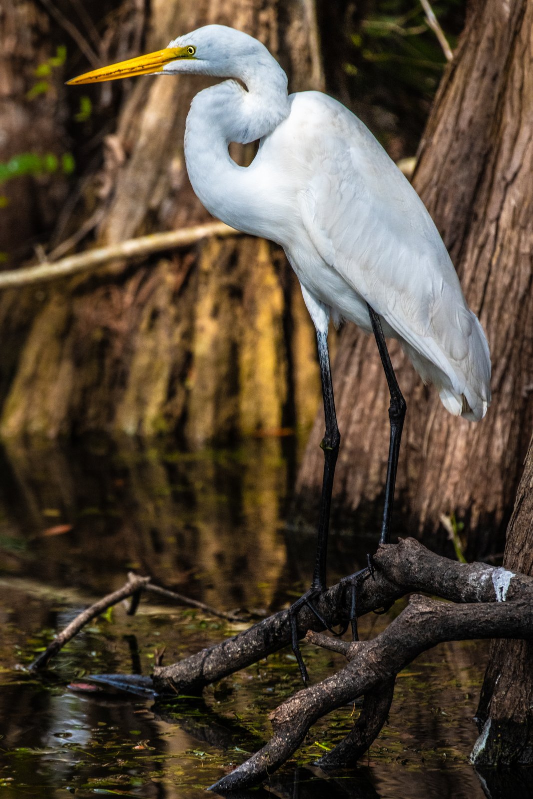Grote zilverreiger (Ardea alba)